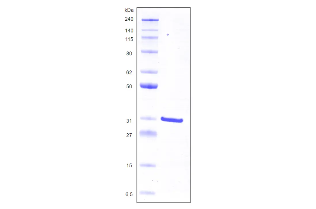 [MC02-025] Recombinant Human Galectin 3, His Tag -25 ug
